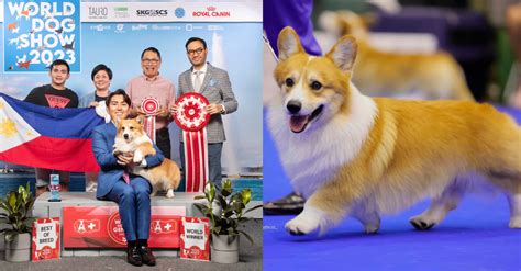Corgi from PH named 'world winner' in World Dog Show 2023.